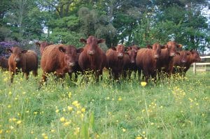 Tregullow, Ruby Red, Beef