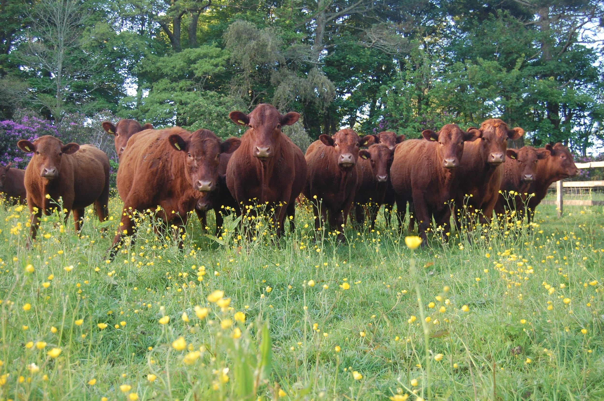 Tregullow, Ruby Red, Beef, Scorrier House, Ollie Williams